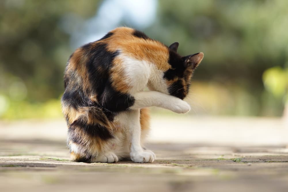 Cat grooming itself outdoors in the sun