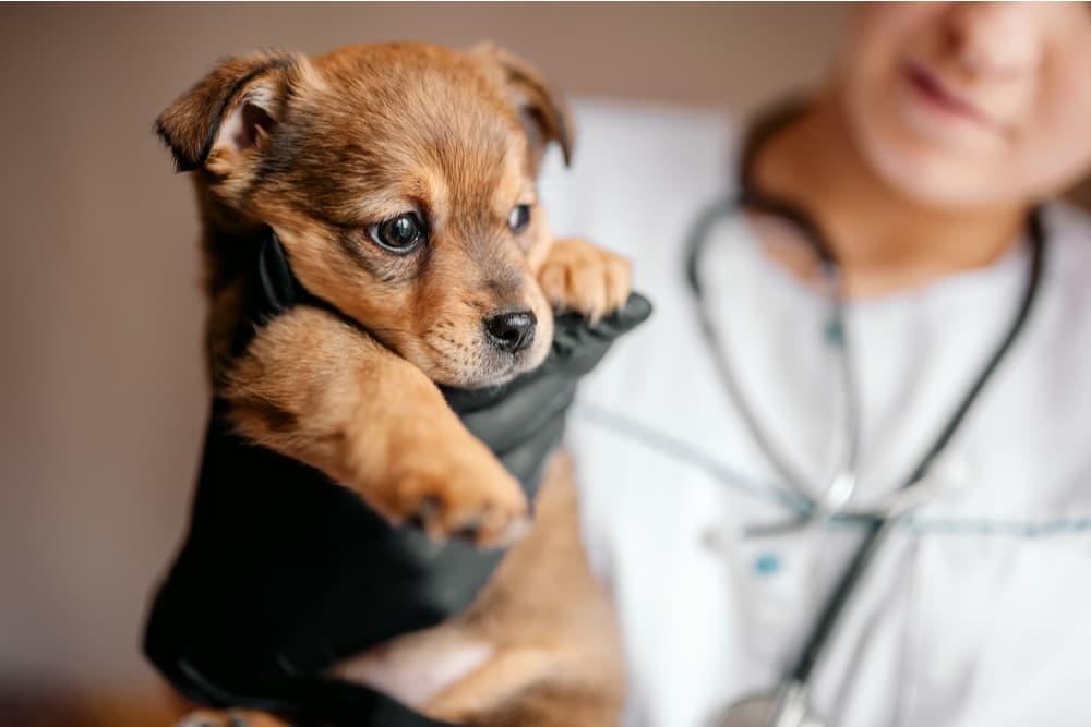 Puppy being treated for kennel cough in dogs