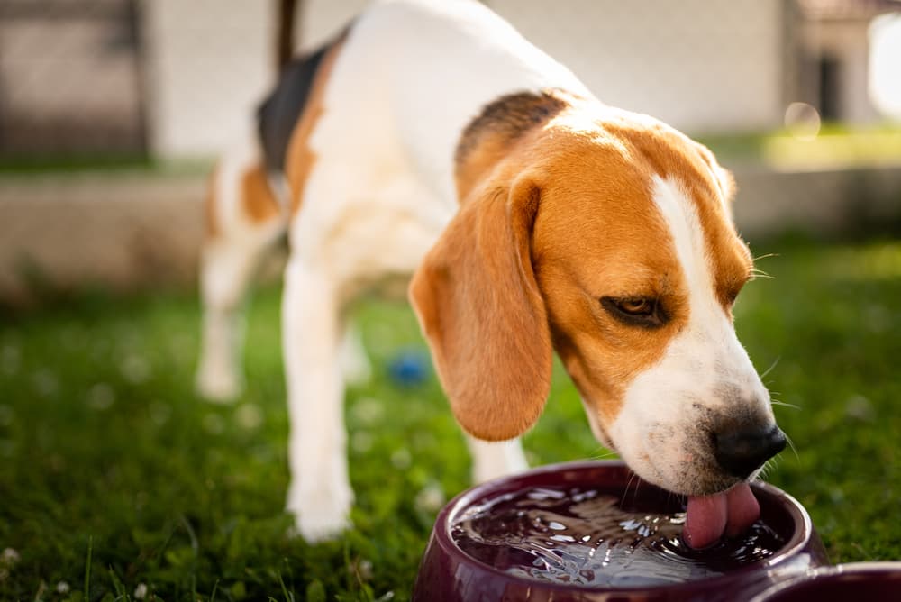 Dog drinking water in the shade