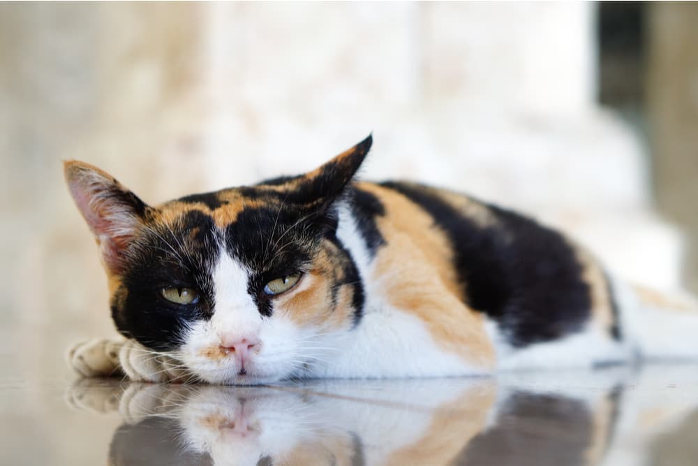 Lethargic cat laying on the ground
