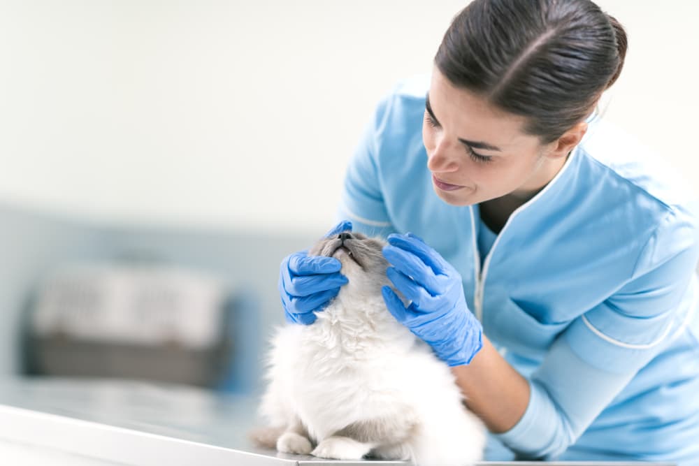 Cat at veterinarian