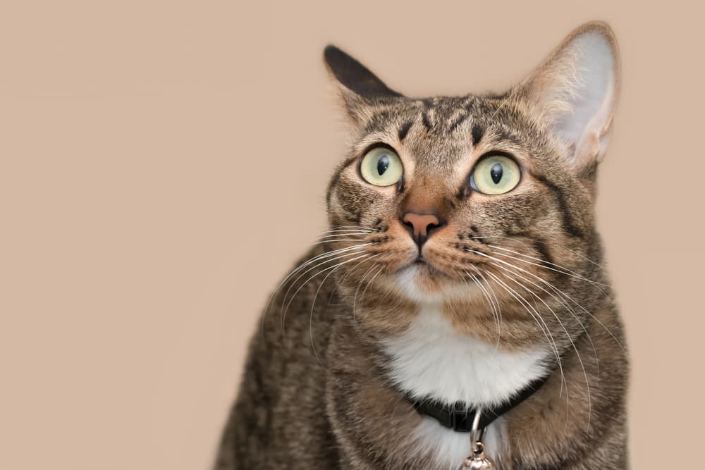 Cat looking up to owner looking sad