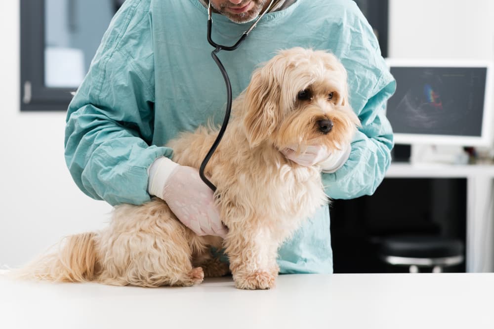 Dog being examined at the veterinarian