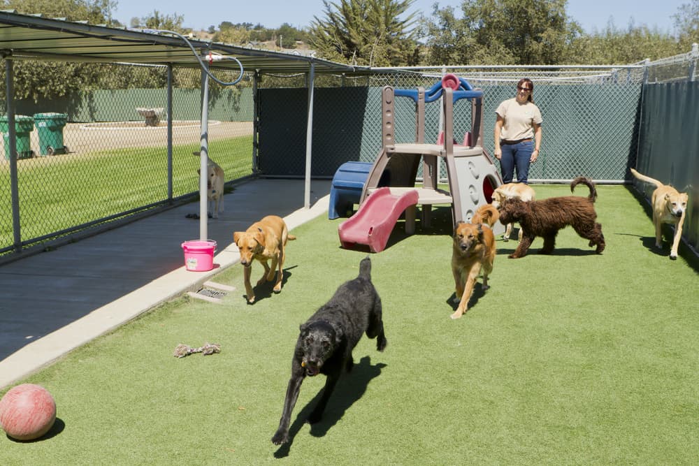 Dogs exercising in a kennel