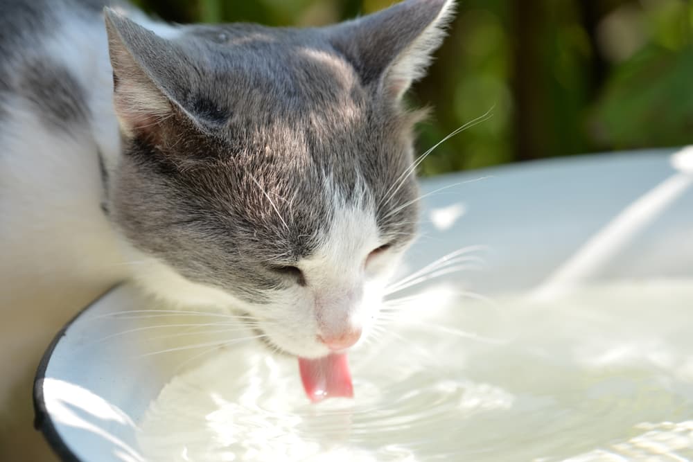 Cat outdoors in sunny garden drinking water