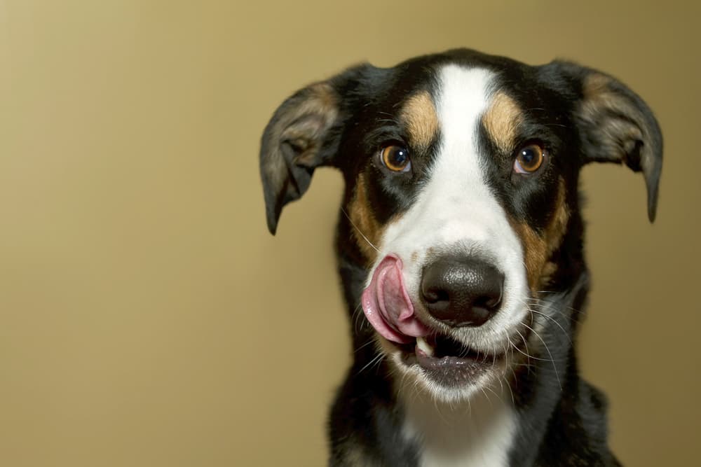 Dog licking his lips