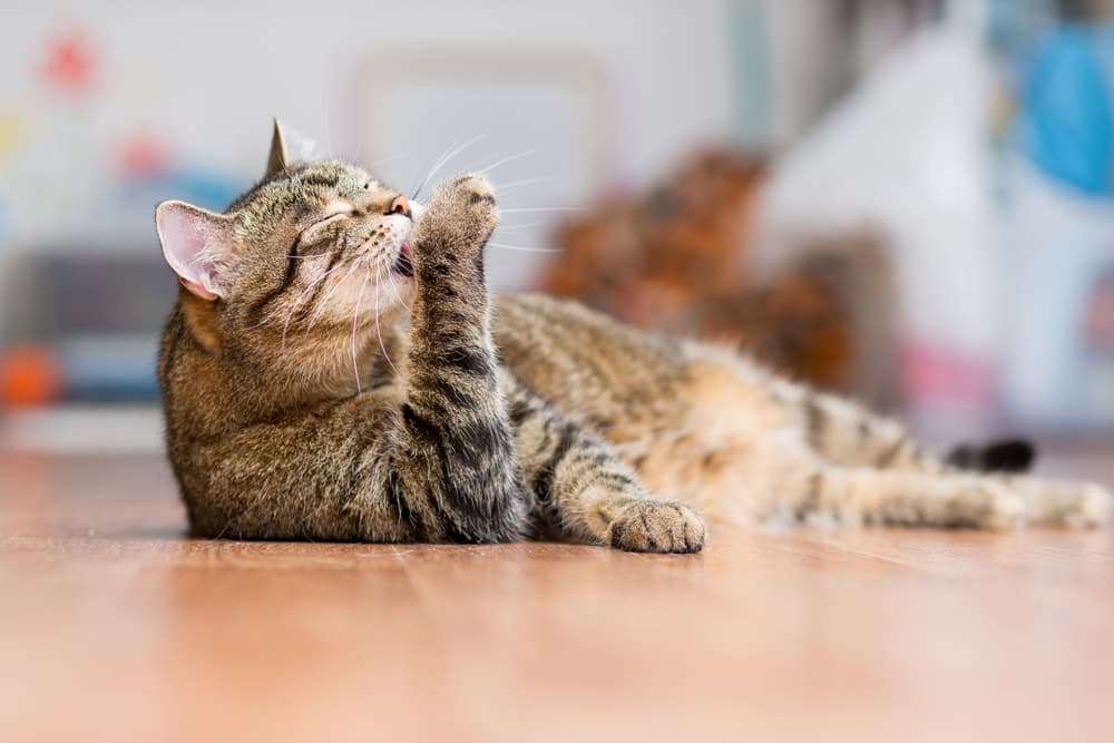 Cat laying on floor grooming