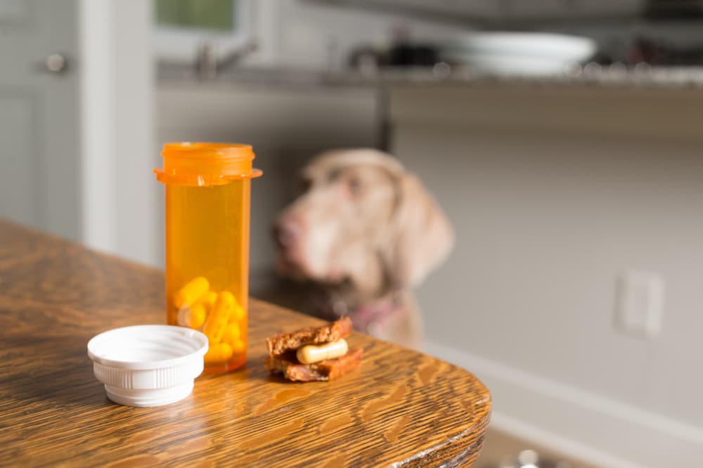 Antibiotic bottle with dog blurred in the background