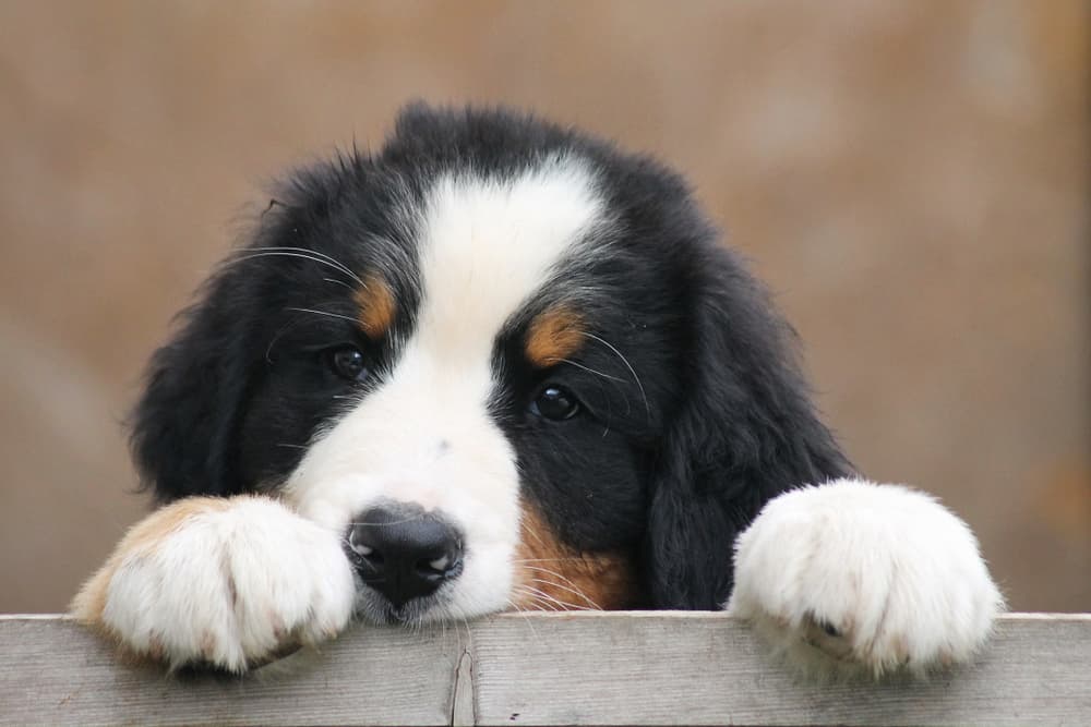 Puppy in a kennel looking sad