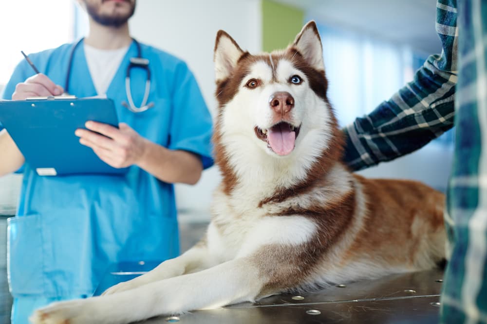 Dog at the vet being examined