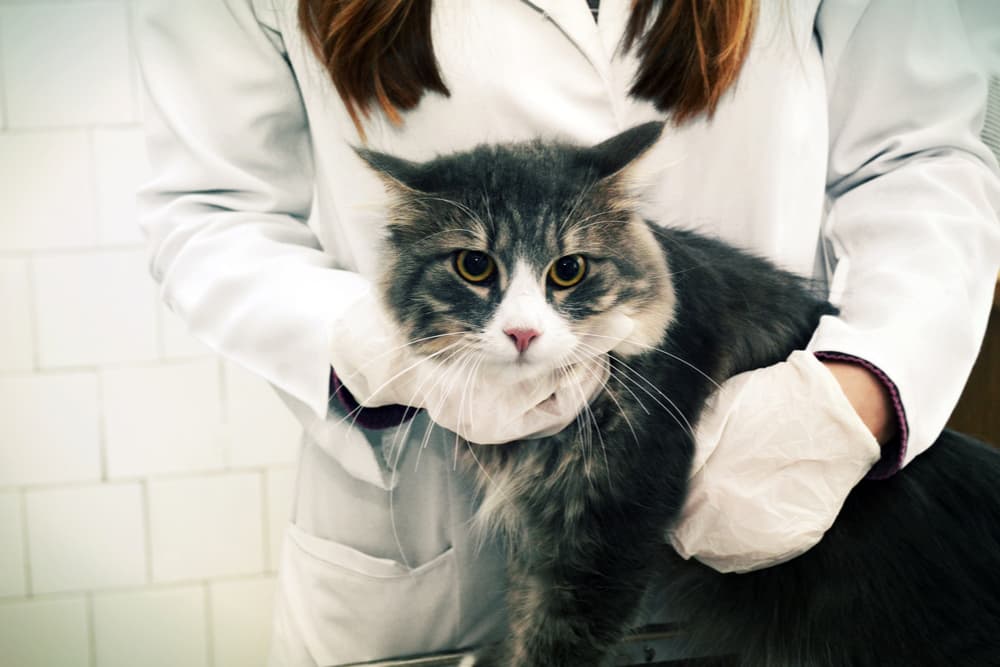 Cat at the vet