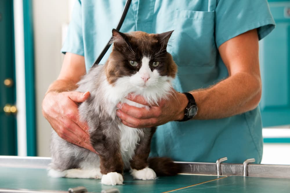 Cat at veterinary receiving an exam