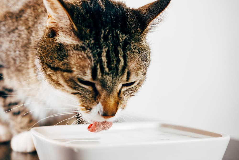 Cat drinking water out of a dish