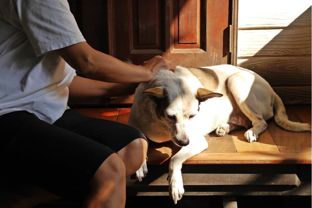 Owner sitting with dog checking for ticks