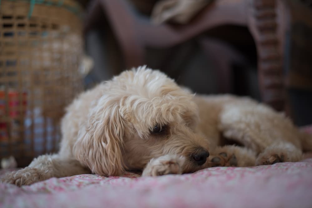 Sick dog laying on a bed