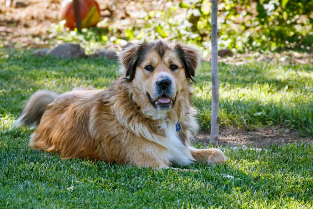 Dog resting in the shade