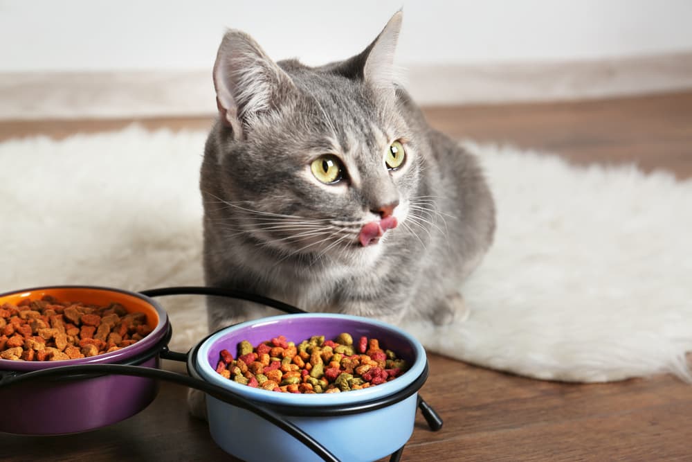 Cat looking up while eating