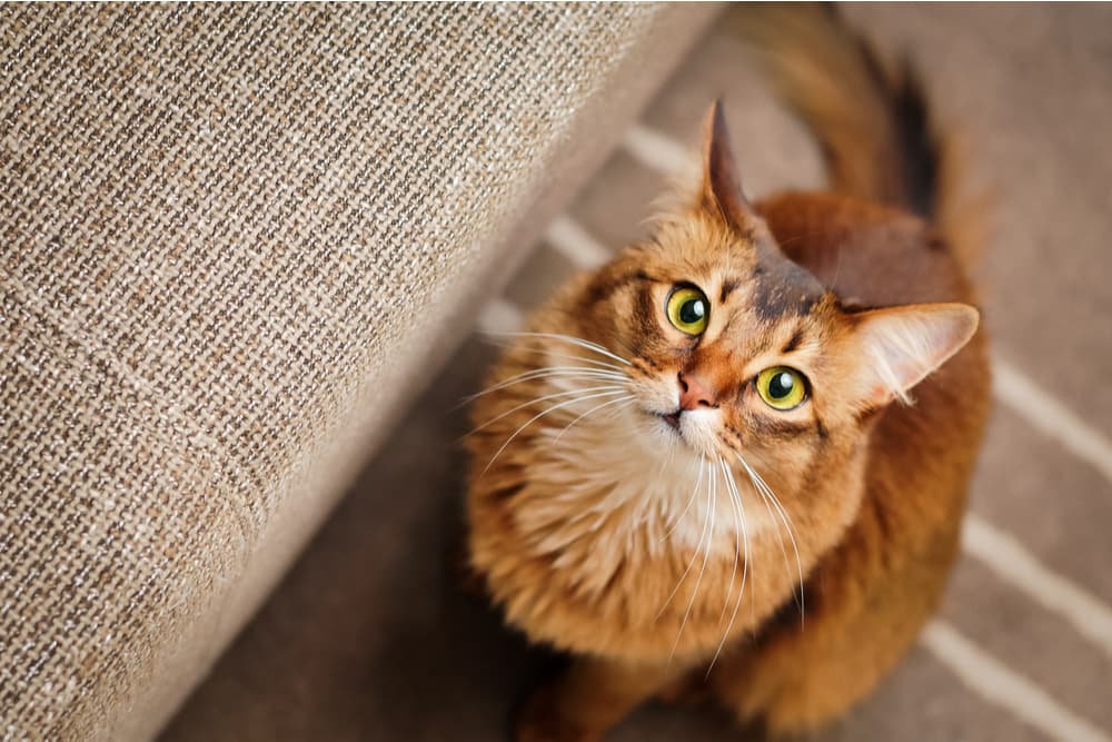 Cat looking up to owner by couch