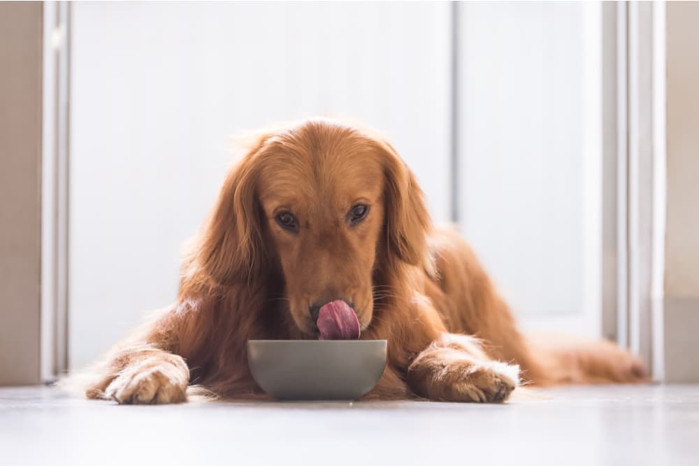Dog eating from his dog bowl
