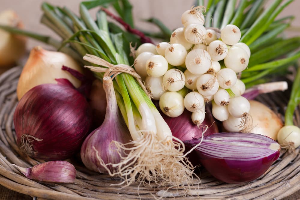 Onions, garlic and leeks