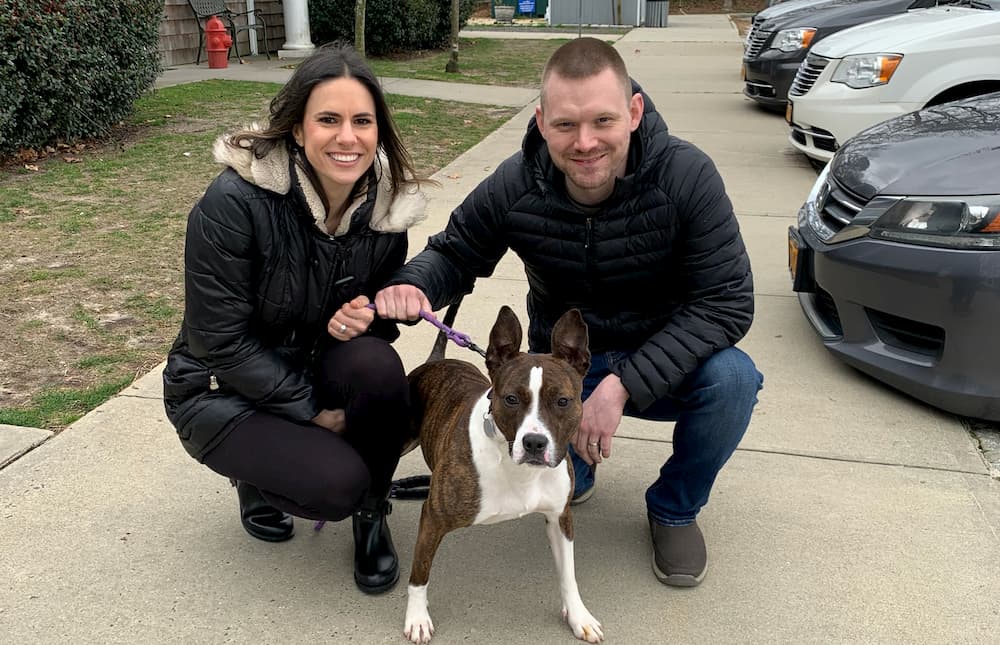 Couple fostering a dog