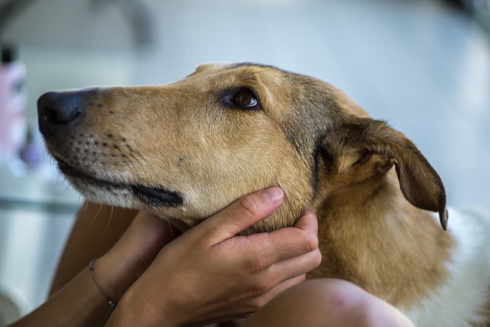 Happy dog being pet under their chin
