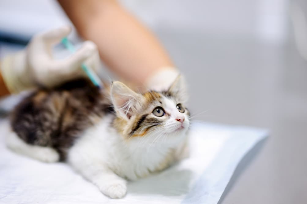 FVRCP Vaccine for Cats FVRCP Vaccine for Cats