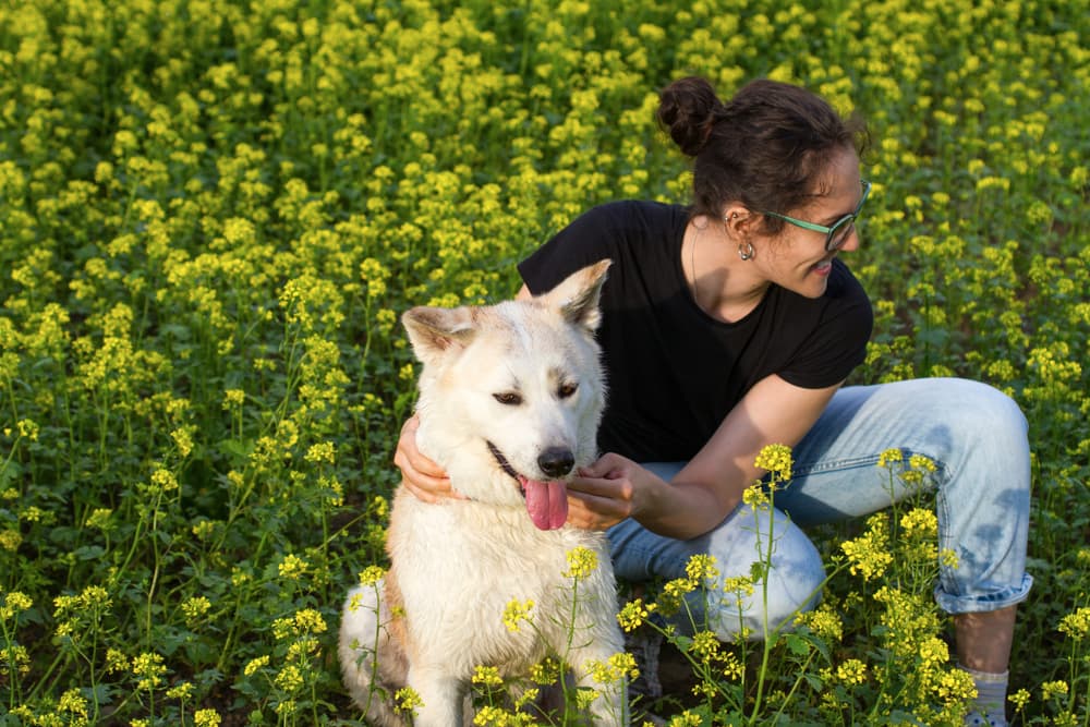 How to Pet a Dog