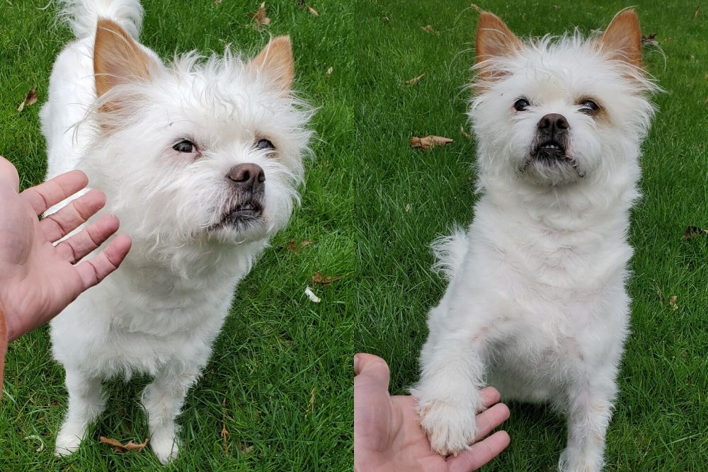 Dog saying no thank you to pets and also a dog asking for more pets