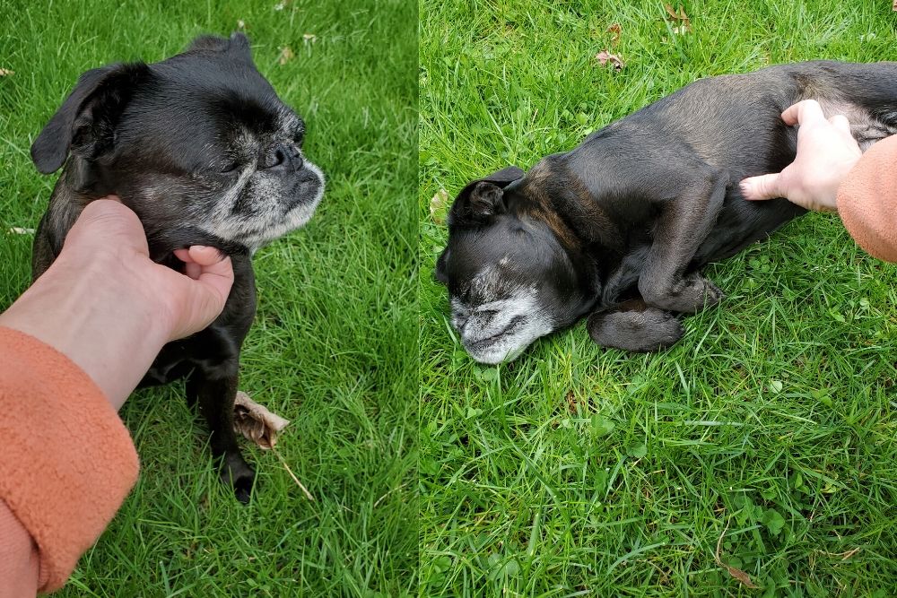 Dog being pet under the chin and dog getting a belly rub