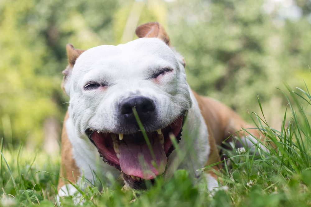 Kennel Cough in Dogs Kennel Cough in Dogs