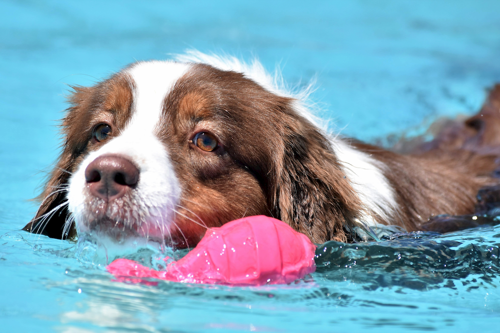 Dog swimming in a pool