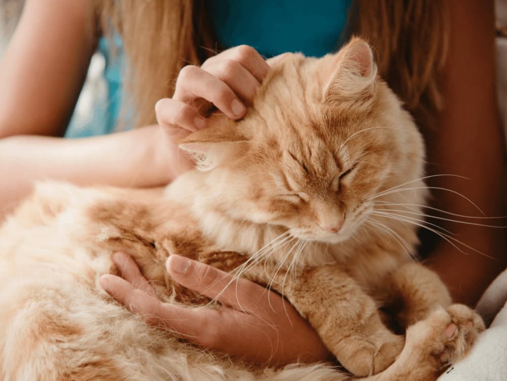 Do Cats Like to Be Alone?