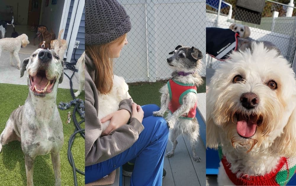 Dogs at Family Vet facility