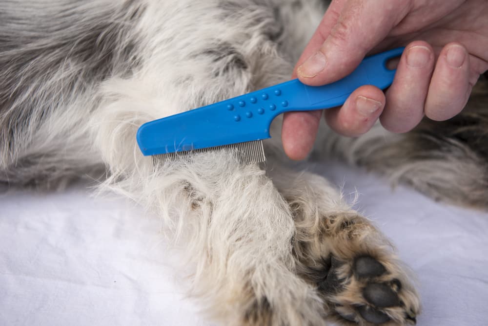 Person using a comb on a dog to weed out flea eggs