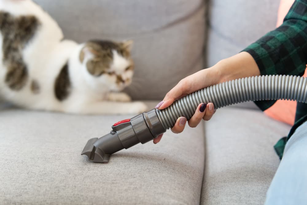 Woman vacuuming up flea eggs on the couch next to a cat stretching in the background