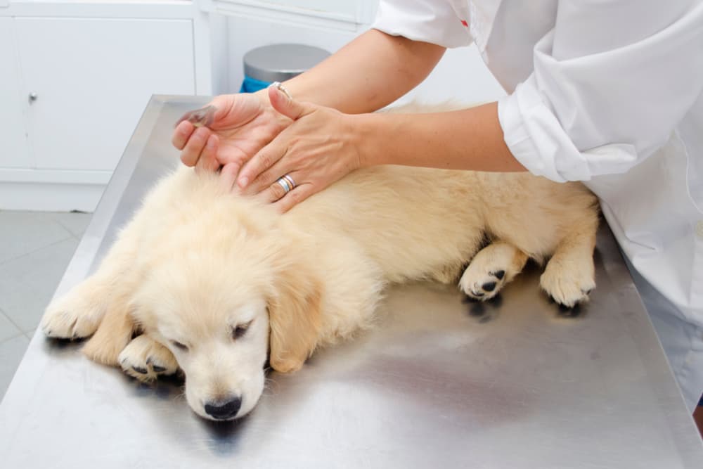 Veterinarian giving a puppy treatment to kill flea eggs