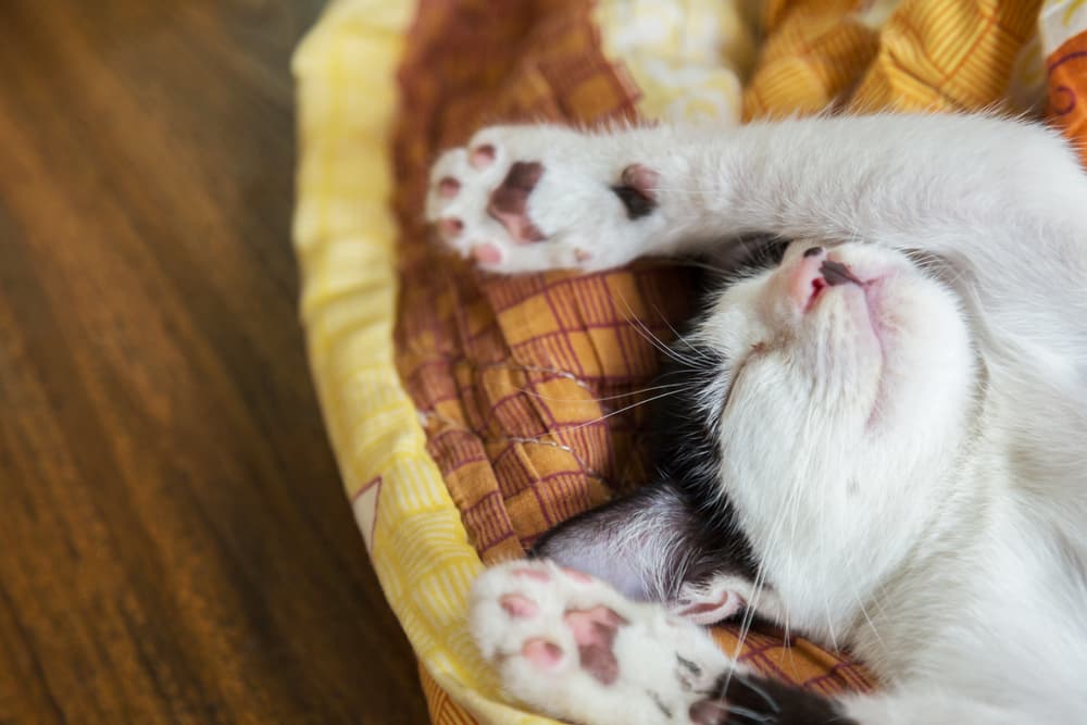Cat laying in their bed stretching