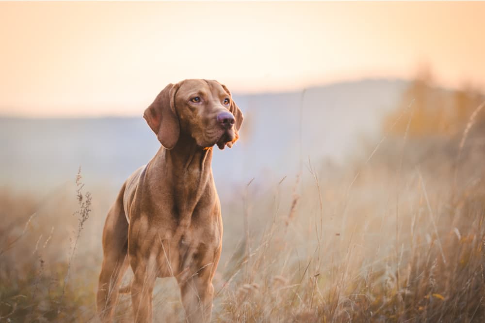 Strong dog outdoors