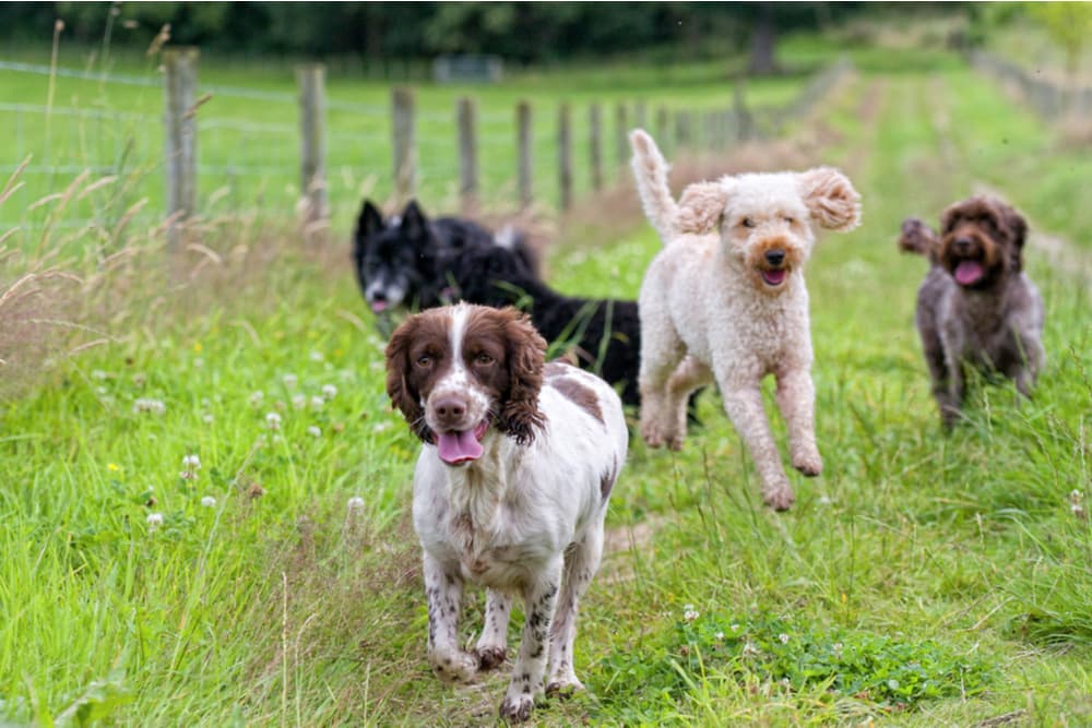 How Much Exercise Does a Dog Need?