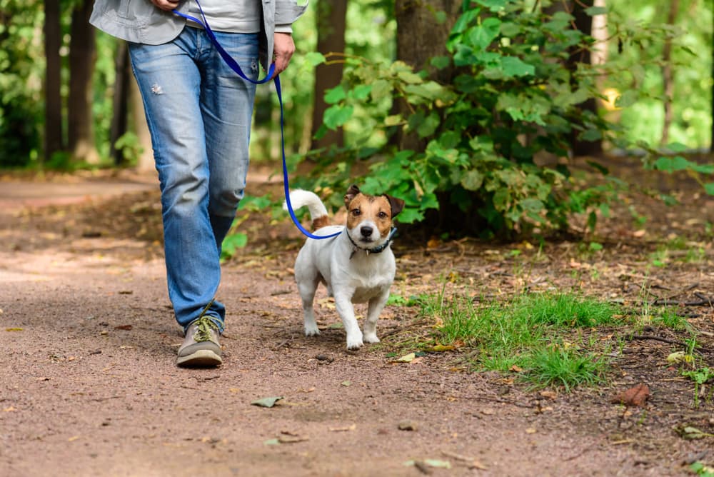 Walking outdoors with dog