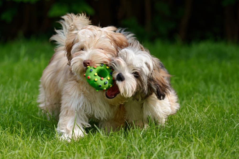 Two puppies play fighting outside over a toy