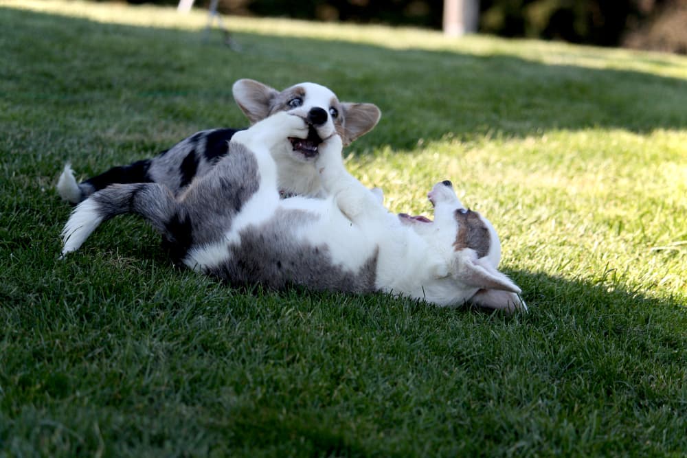 Two corgi puppies outside play fighting