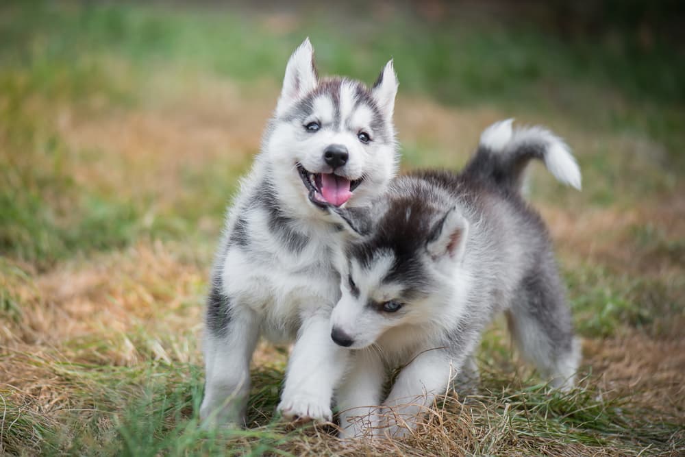 Two husky puppies happily playing outside