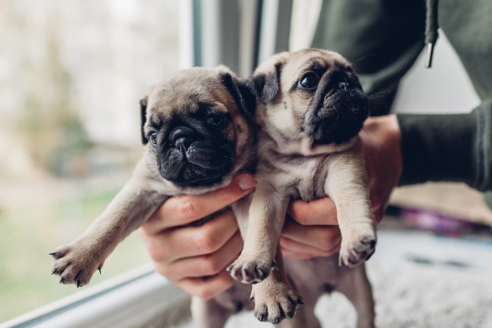Littermate Syndrome: Everything You Need to Know