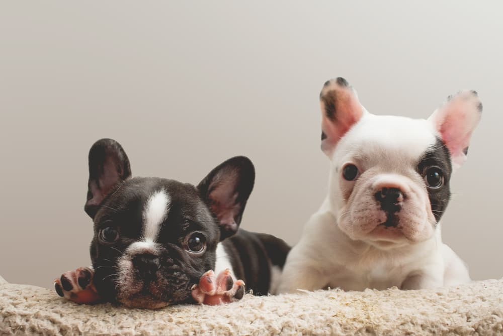 Two puppy siblings on a carpet 