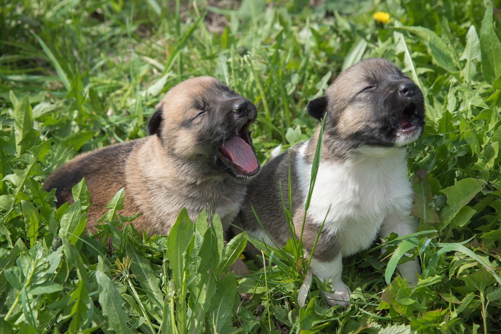 Two puppies outdoors whining