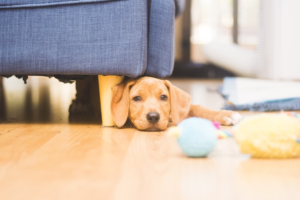 Puppy not playing with ball alone in house