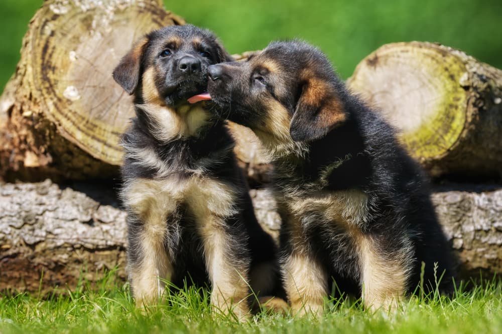 Two German Shepherd puppies playing outside