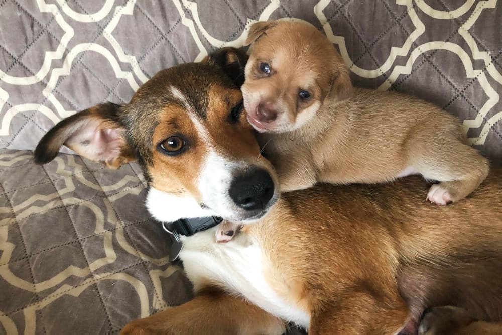 How to Foster a Pet: Everything You Need to Get Started